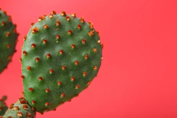 Gyönyörű Zöld Opuntia Kaktusz Piros Háttér Közelkép Szöveg Helye — Stock Fotó