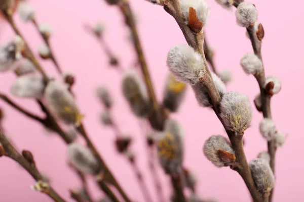 Schöne Blühende Weidenzweige Auf Rosa Hintergrund Nahaufnahme — Stockfoto