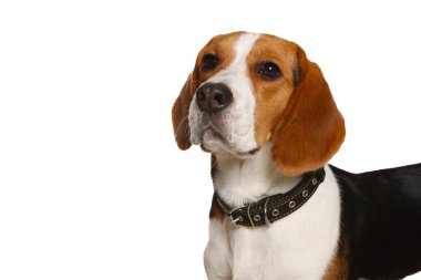 Beyaz arka planda şık tasmalı sevimli Beagle köpeği.