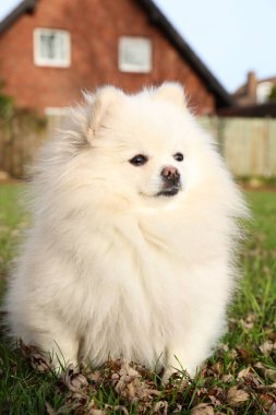 Cute fluffy Pomeranian dog on green grass outdoors. Lovely pet