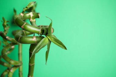 Açık yeşil arkaplanda güzel bambu kökleri, metin için boşluk