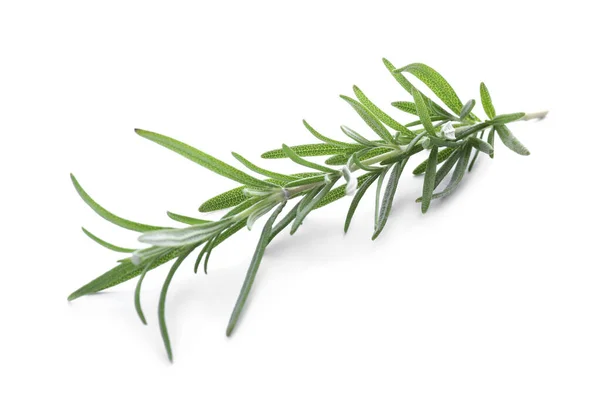Fresh Green Rosemary Isolated White Aromatic Herb — 스톡 사진