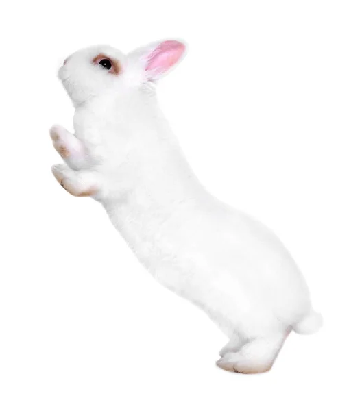 Пухнастий Кролик Білому Тлі Мила Тварина — стокове фото