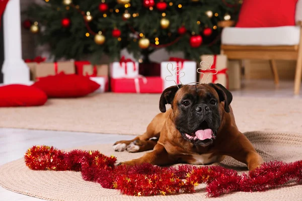 Lindo Perro Con Diadema Festiva Habitación Decorada Para Navidad —  Fotos de Stock