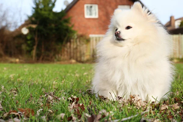Cute Fluffy Pomeranian Dog Green Grass Outdoors Space Text Lovely — Stock Photo, Image