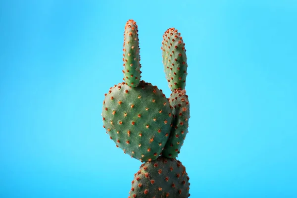 Piękny Kaktus Opuntia Jasnoniebieskim Tle Zbliżenie — Zdjęcie stockowe