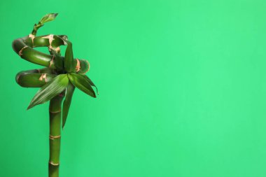 Açık yeşil zemin üzerinde güzel bambu sapı, metin için boşluk