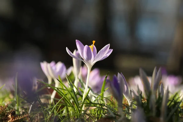 Piękne Krokus Kwiaty Rosnące Zewnątrz Widok Bliska — Zdjęcie stockowe