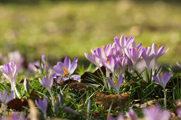 Många Vackra Violetta Krokus Blommor Växer Utomhus — Stockfoto