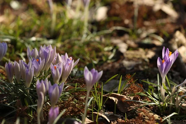 Många Vackra Violetta Krokus Blommor Växer Utomhus — Stockfoto