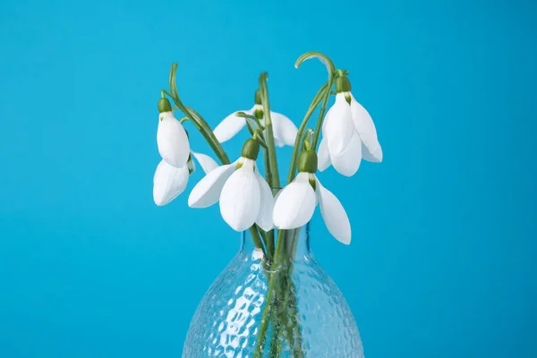 Beautiful snowdrops in vase on light blue background, closeup