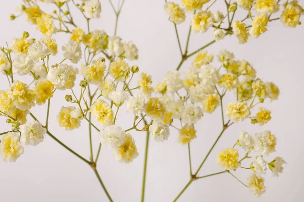 Mooie Kleurrijke Gypsophila Bloemen Witte Achtergrond Close — Stockfoto