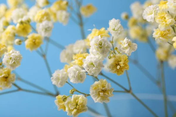 Όμορφα Βαμμένα Γυψόφυλλα Λουλούδια Γαλάζιο Φόντο Κοντινό Πλάνο — Φωτογραφία Αρχείου