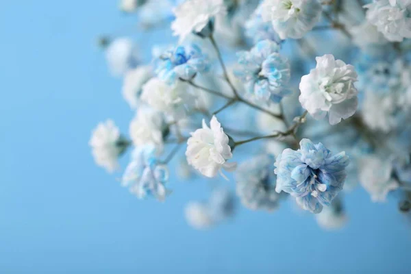 Muchas Flores Gypsophila Teñidas Hermosas Sobre Fondo Azul Claro Primer —  Fotos de Stock