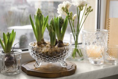 Beautiful bulbous plants and candles on windowsill indoors. Spring time