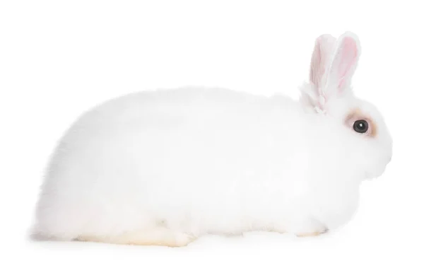 Fluffy Rabbit White Background Cute Pet — Stockfoto