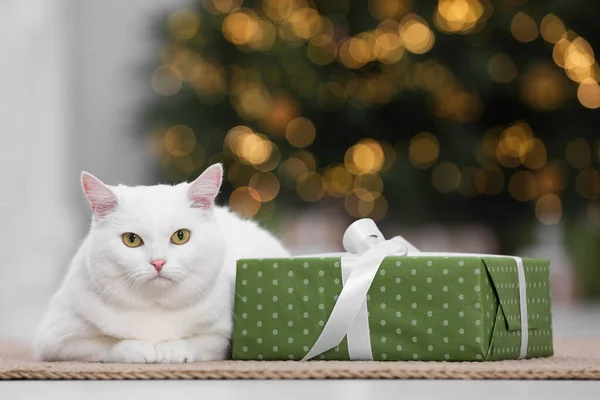 Kerstsfeer Schattige Kat Met Geschenkdoos Tapijt Knusse Kamer — Stockfoto