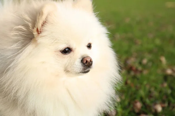 Cute Fluffy Pomeranian Dog Green Grass Outdoors Space Text Lovely — Stockfoto