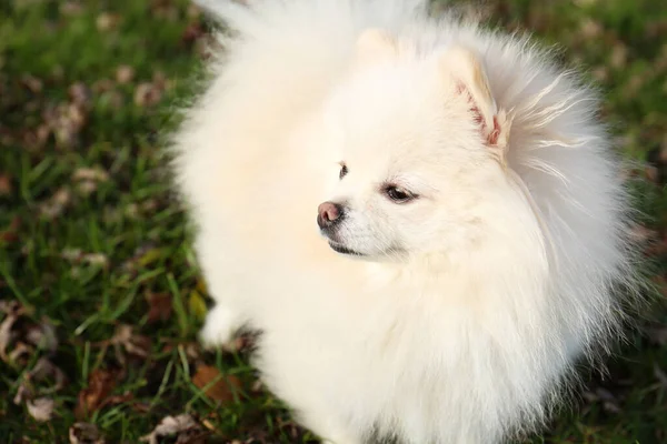 Cute Fluffy Pomeranian Dog Green Grass Outdoors Space Text Lovely — Fotografia de Stock