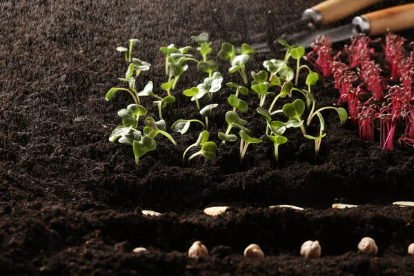 Seeds and vegetable seedlings growing under rain in fertile soil