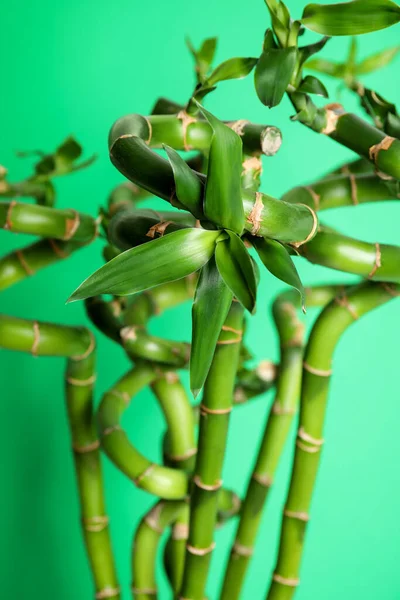 배경에는 아름다운 대나무 줄기가 — 스톡 사진