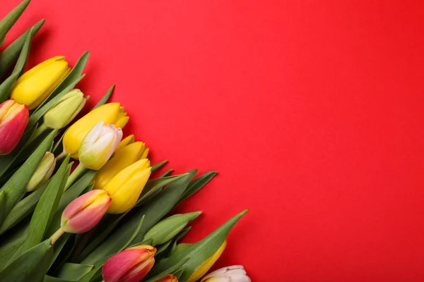 Hermosos Tulipanes Sobre Fondo Rojo Cama Plana Espacio Para Texto — Foto de Stock