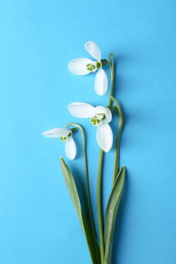 Beautiful snowdrops on light blue background, flat lay