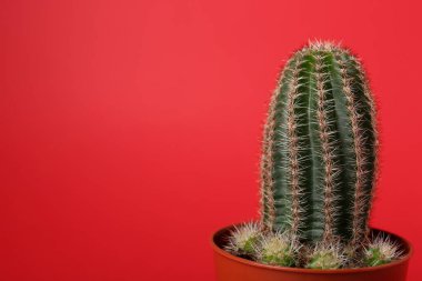 Güzel yeşil kaktüs kırmızı arka planda, mesaj için yer var. Tropik bitki