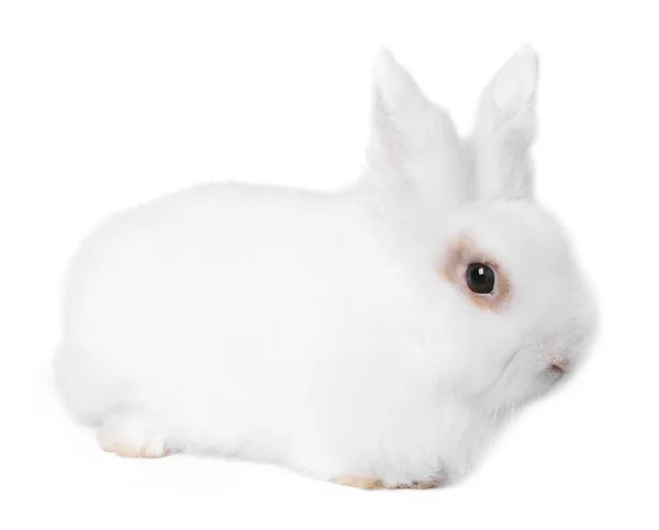 Fluffy Rabbit White Background Cute Pet — Fotografia de Stock