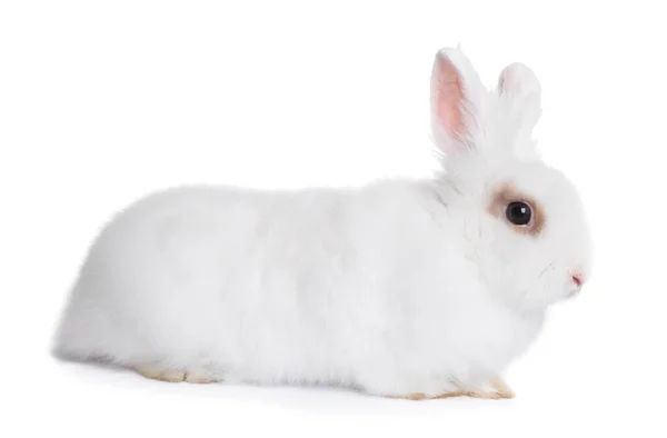 白色背景的绒毛兔子 可爱的宠物 — 图库照片
