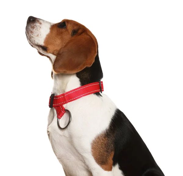 Entzückender Beagle Hund Stylischem Halsband Auf Weißem Hintergrund — Stockfoto