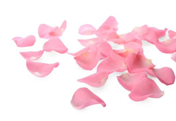 Красиві Рожеві Пелюстки Троянди Білому Тлі — стокове фото