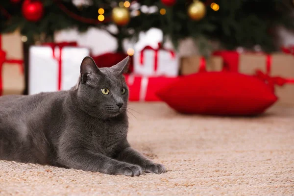 Leuke Kat Kamer Ingericht Voor Kerstmis — Stockfoto