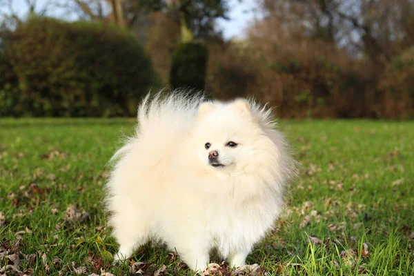 Cute Fluffy Pomeranian Dog Green Grass Outdoors Lovely Pet — Stockfoto