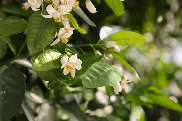 Beautiful blossoming grapefruit tree outdoors on spring day, closeup