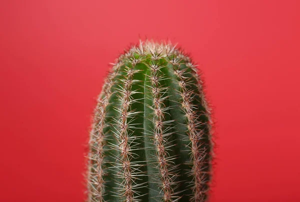 赤い背景に美しい緑のサボテン クローズアップ 熱帯植物 — ストック写真