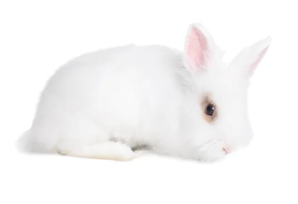 Fluffy Rabbit White Background Cute Pet — Foto de Stock