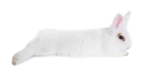 Φλάφι Κουνέλι Λευκό Φόντο Γλυκό Κατοικίδιο — Φωτογραφία Αρχείου