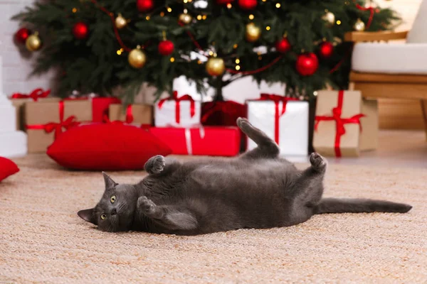 Leuke Kat Kamer Ingericht Voor Kerstmis — Stockfoto