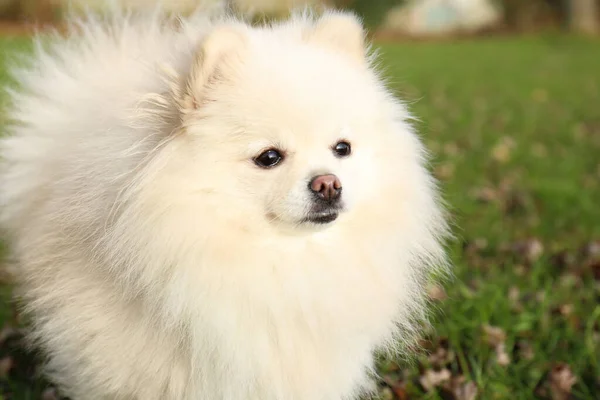 Cute Fluffy Pomeranian Dog Green Grass Outdoors Space Text Lovely — Stockfoto