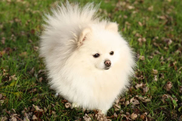 Cute Fluffy Pomeranian Dog Green Grass Outdoors Lovely Pet — Stok fotoğraf