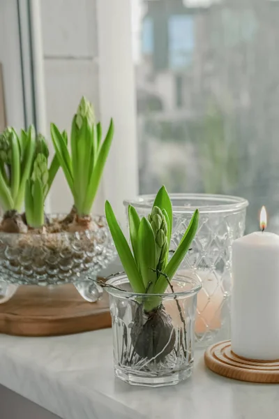 Beautiful bulbous plants and burning candles on windowsill indoors. Spring time