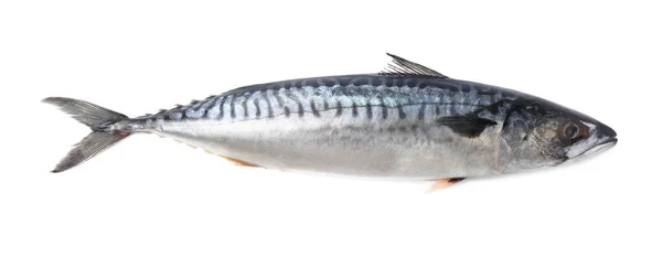 Läcker Makrill Isolerad Vitt — Stockfoto