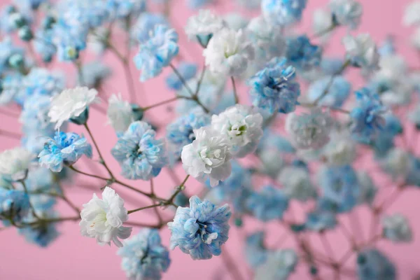 Hermosas Flores Teñidas Gypsophila Sobre Fondo Rosa Primer Plano —  Fotos de Stock