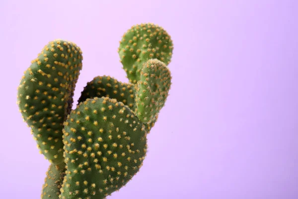 Beautiful Green Opuntia Cactus Violet Background Closeup Space Text — Stock Photo, Image