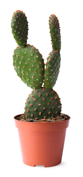 Hermoso Cactus Opuntia Maceta Sobre Fondo Blanco —  Fotos de Stock