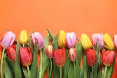 Turuncu arka planda güzel renkli laleler, düzlük. Metin için boşluk