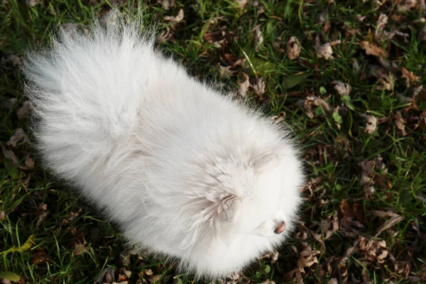 Cute Fluffy Pomeranian Dog Green Grass Outdoors View Lovely Pet — Fotografia de Stock