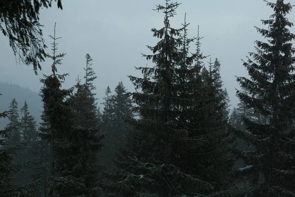 Красиві Високі Зелені Хвойні Дерева Лісі Зимовий День — стокове фото