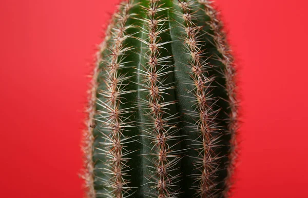 Piękny Zielony Kaktus Czerwonym Tle Zbliżenie Roślina Tropikalna — Zdjęcie stockowe